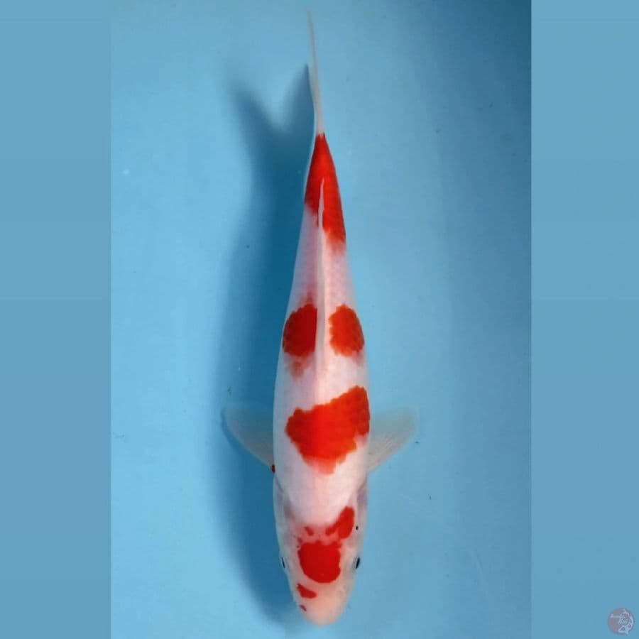 kohaku, 26 cm