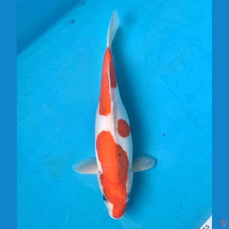 kohaku doitsu murni 32Cm