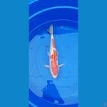 kohaku doitsu f1 42cm jantan
