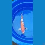 showa f2 45cm jantan