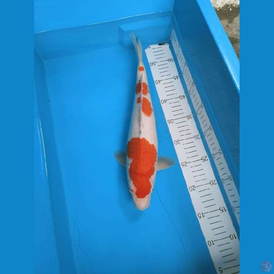 Sanke tategoi.. 37cm. female