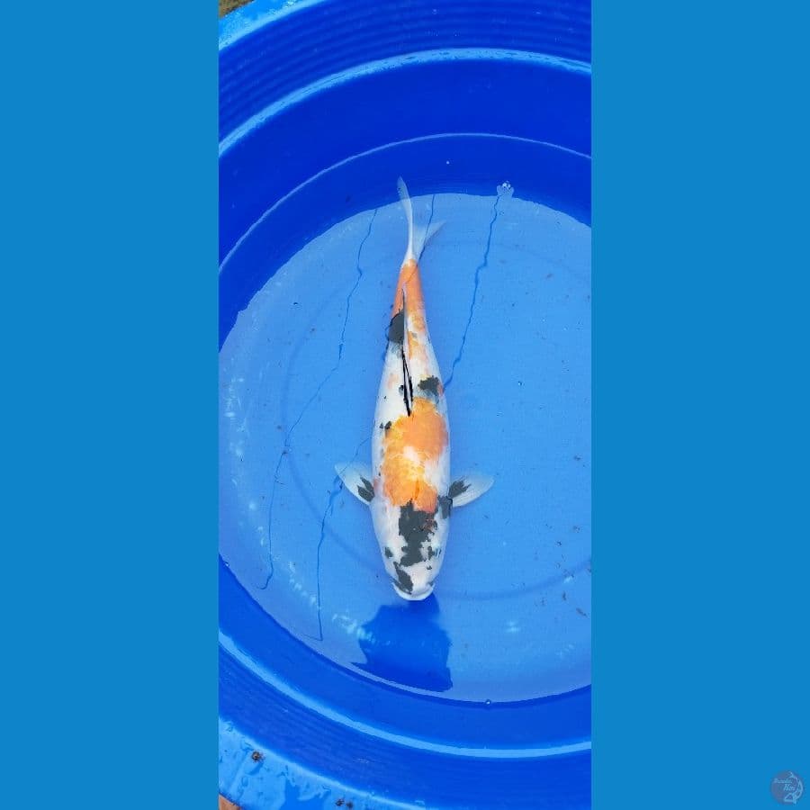 showa f3 45cm betina
