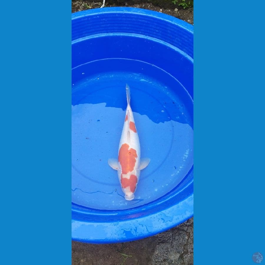 kohaku doitsu f4 45cm betina