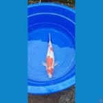 kohaku doitsu f4 45cm betina