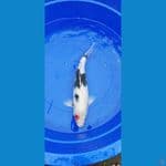 Tancho showa f5 45cm betina