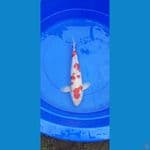 kohaku f6 39cm jantan
