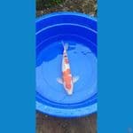 sanke f7 big mom 50cm betina