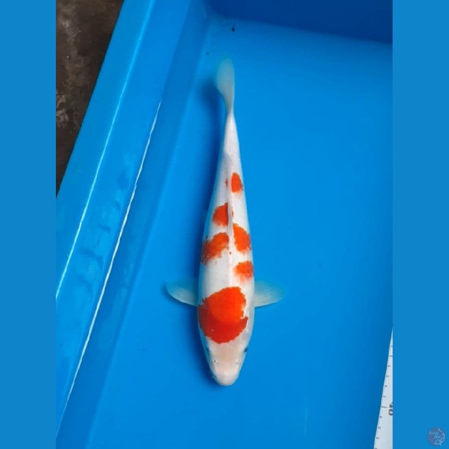 kohaku 35cm