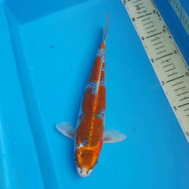 Goshiki 31 cm