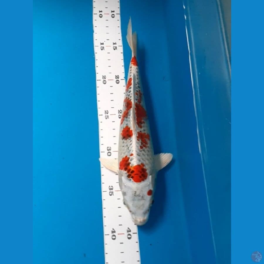 kujaku 27cm