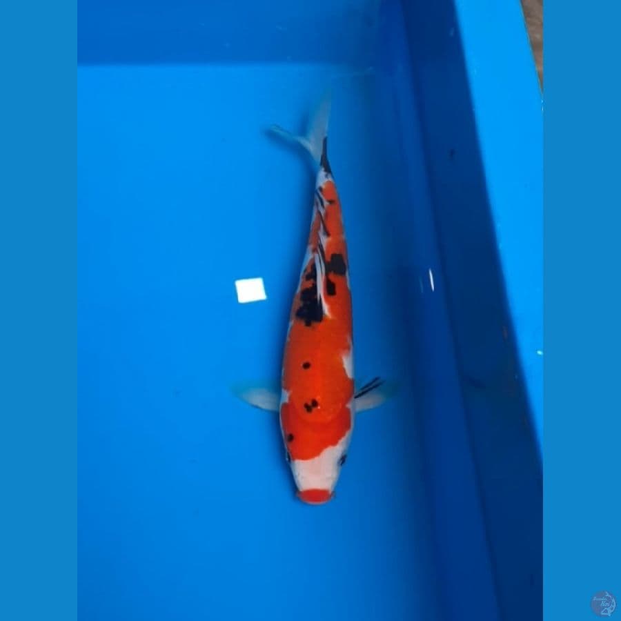 sanke 25cm