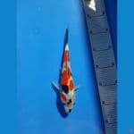 kindai showa 26cm