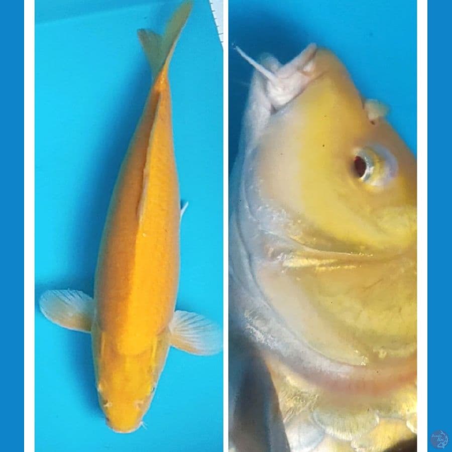 karashi red eye 46cm good body