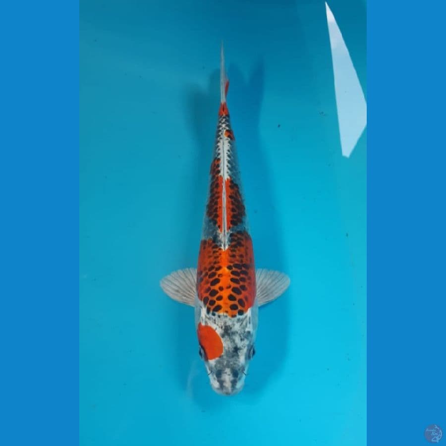 kujaku 30cm