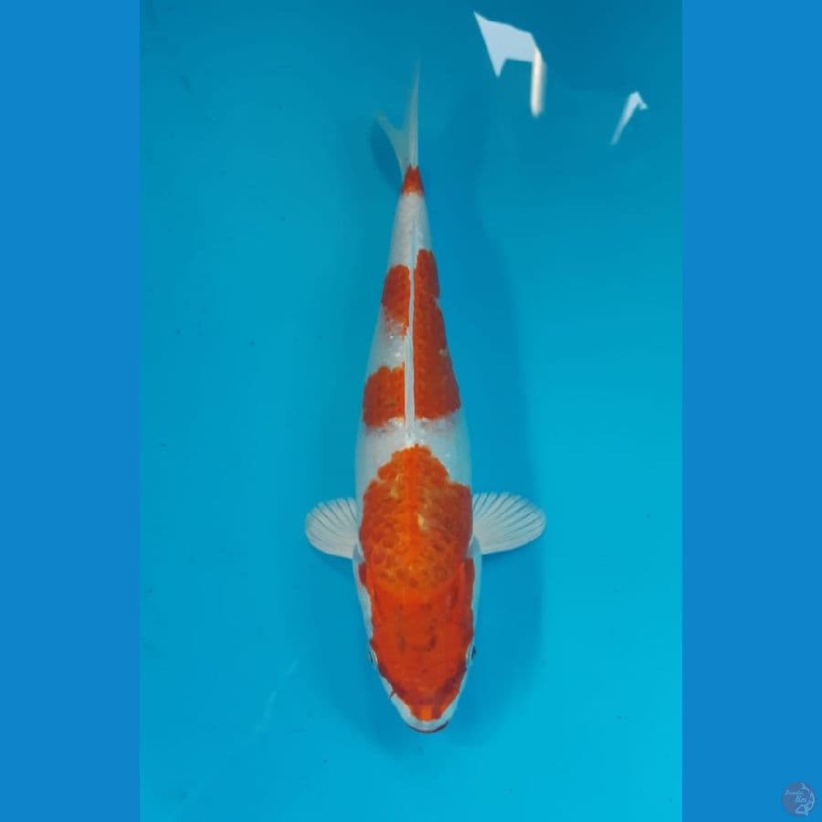 hariwake 28cm 