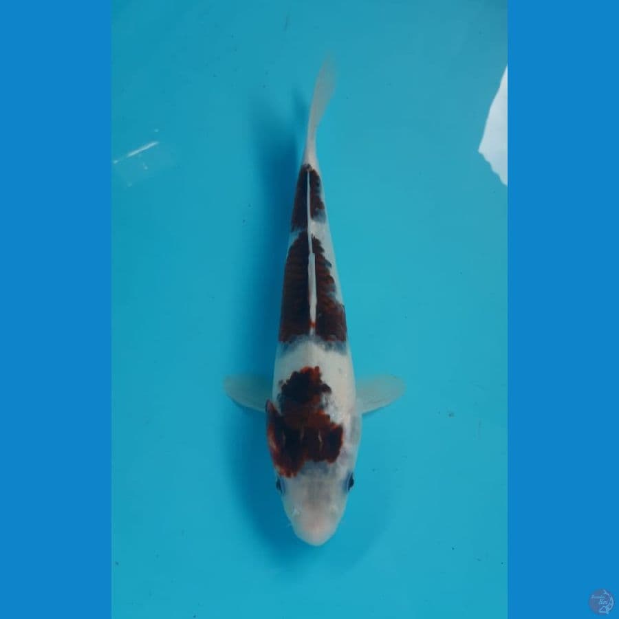 goromo 27 cm 