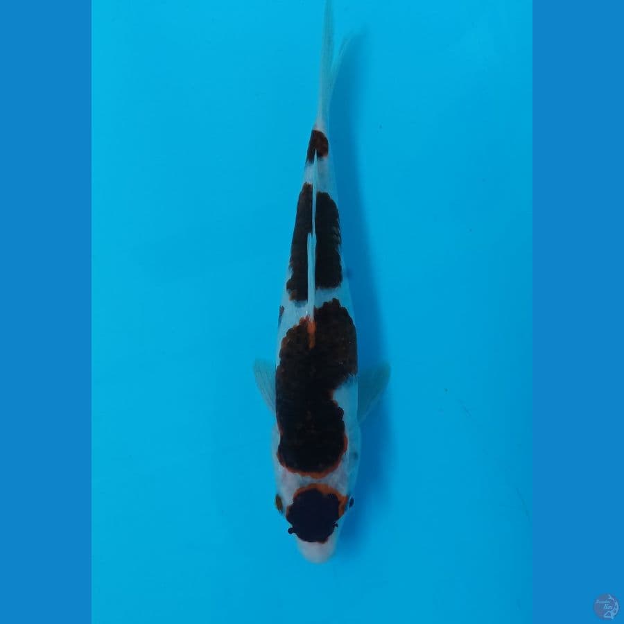 budo goromo 28cm