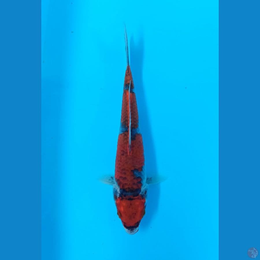 kiro ghosiki 25cm