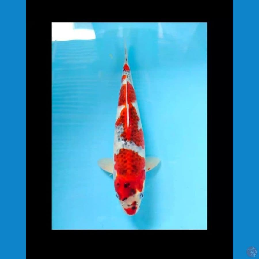 goshiki male 33cm