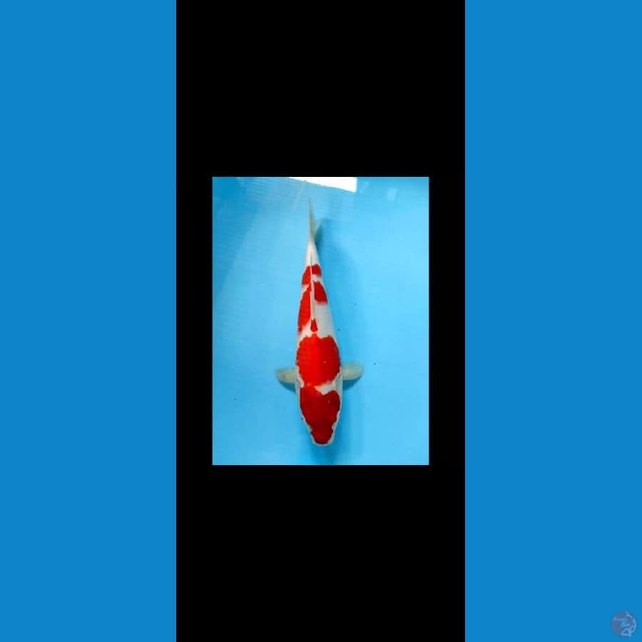 kohaku 34cm