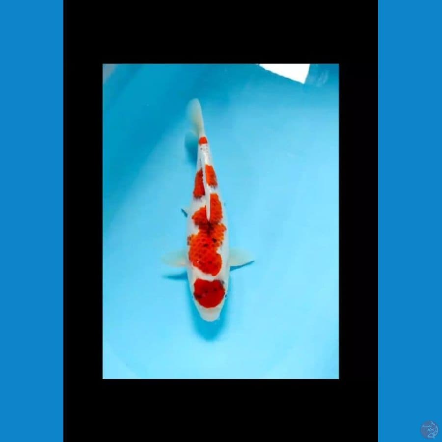 maruten ai goromo 33cm