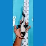 siro 32 cm