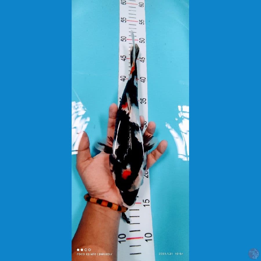 showa 33 cm