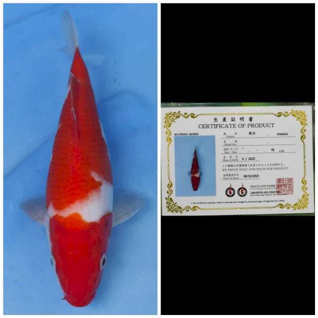 Ogata Kohaku