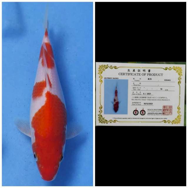 Ogata Kohaku