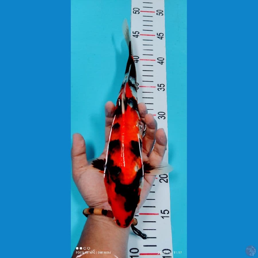 showa 31 cm