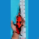 showa 31 cm