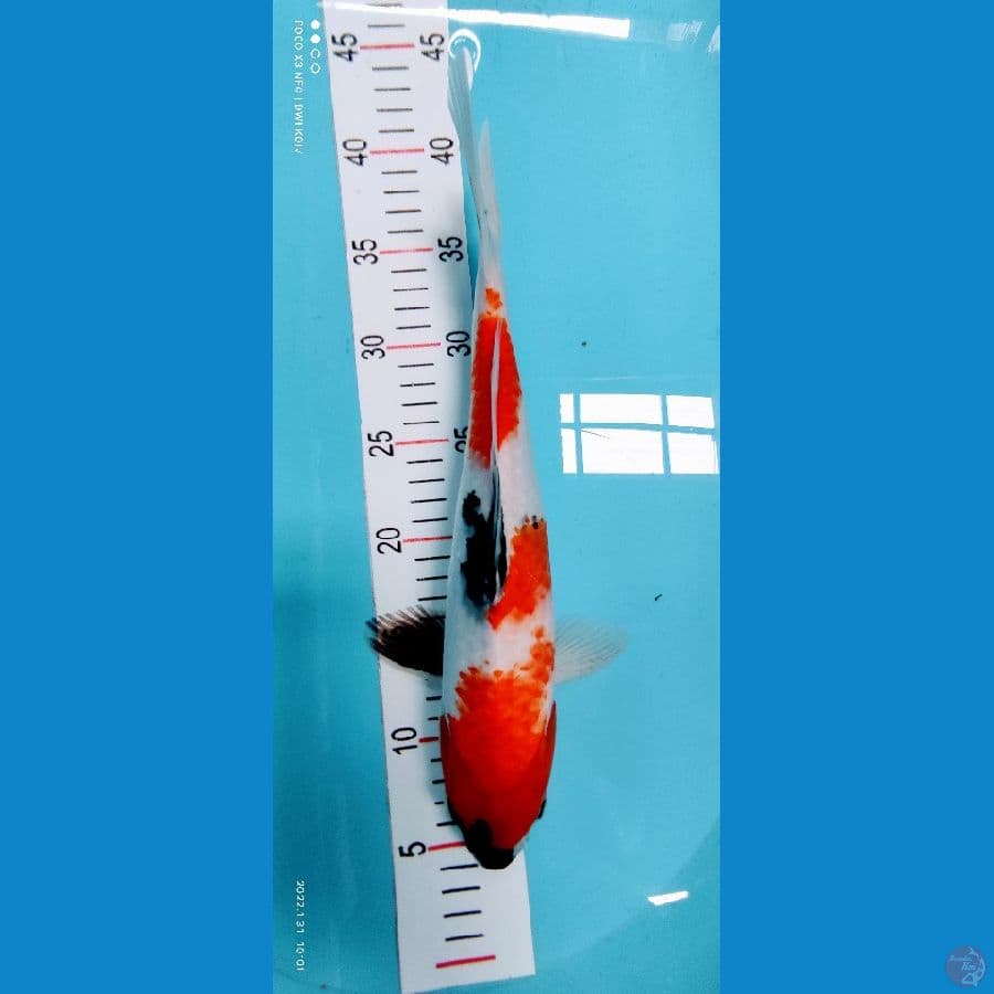 showa 34 cm