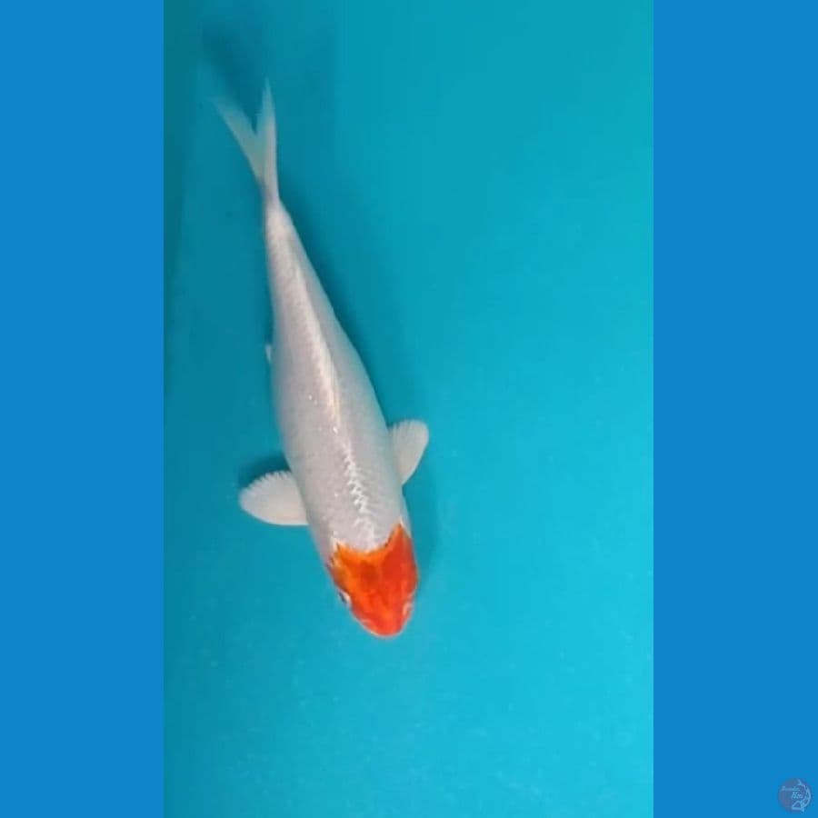 platinium kohaku tanco