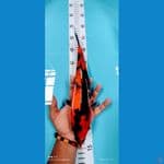 showa 33 cm