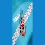 showa 36 cm