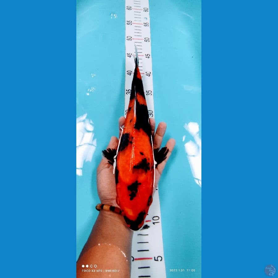 showa 34 cm