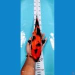 showa 34 cm