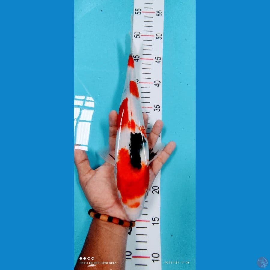 showa 33 cm