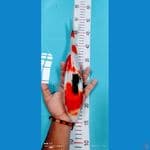 showa 33 cm