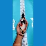 showa 31 cm