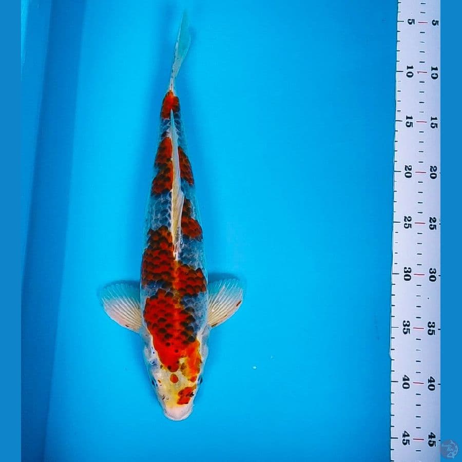goshiki strong 37cm male
