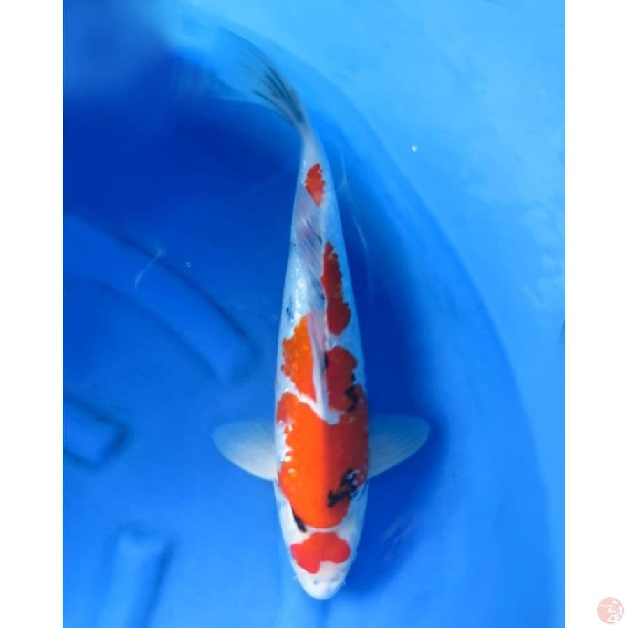 45cm - Male Showa Ginrin