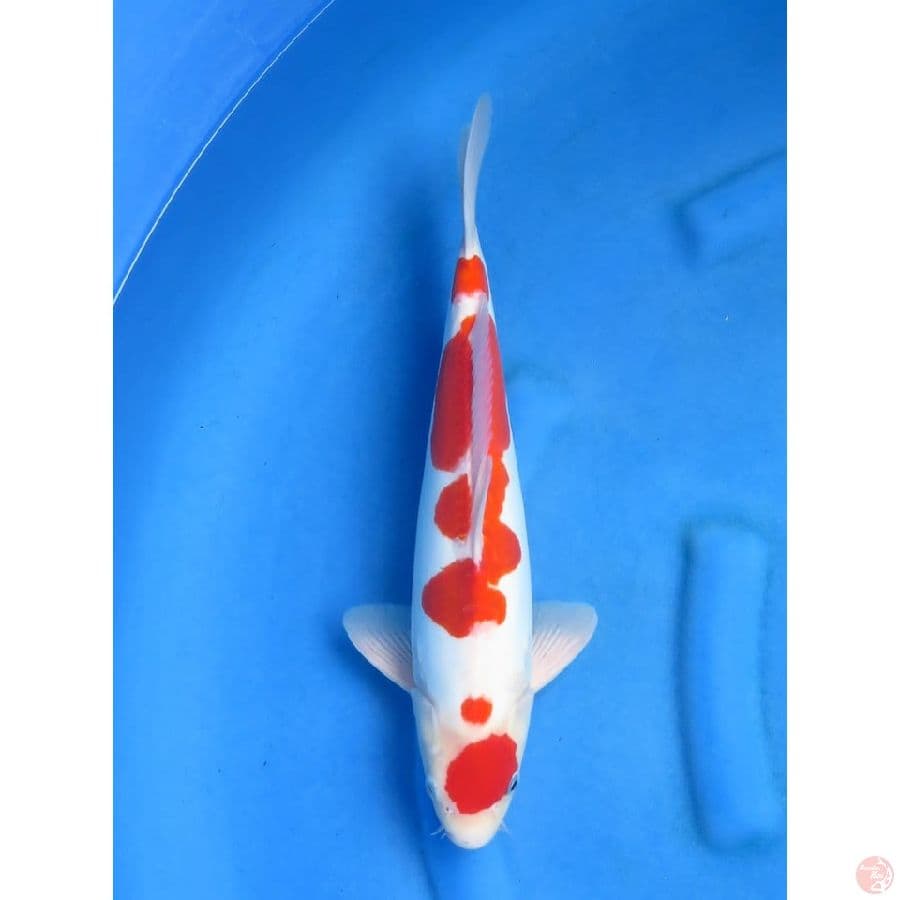 40cm - Maruten Doitsu Murni
