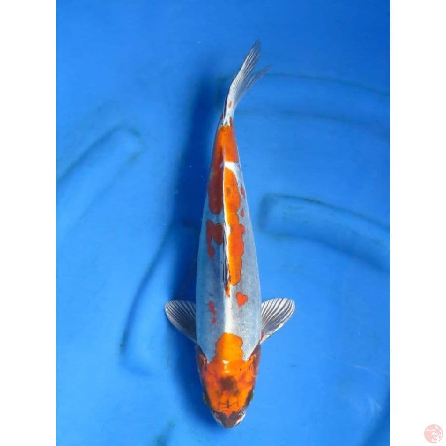 39cm - Benikikokryu