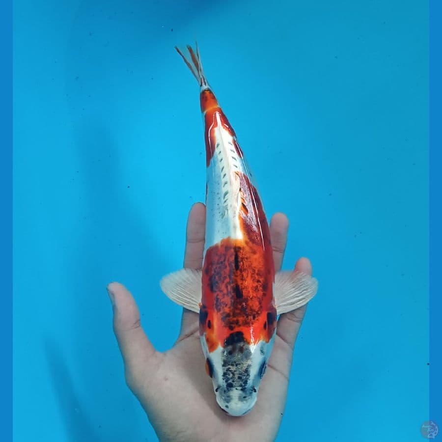 BENIKIKO