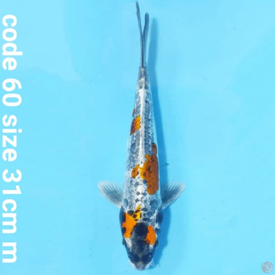 kiko kuryu