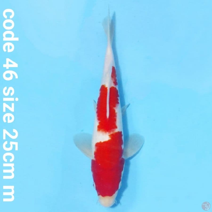 Kohaku red strong 