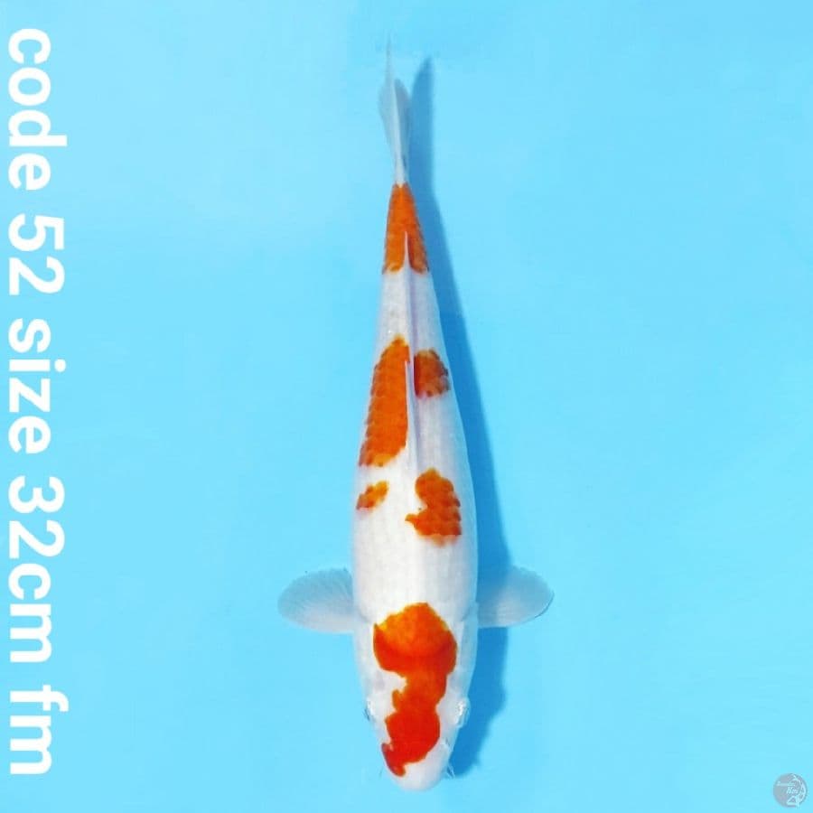 kohaku sakura calon indukan