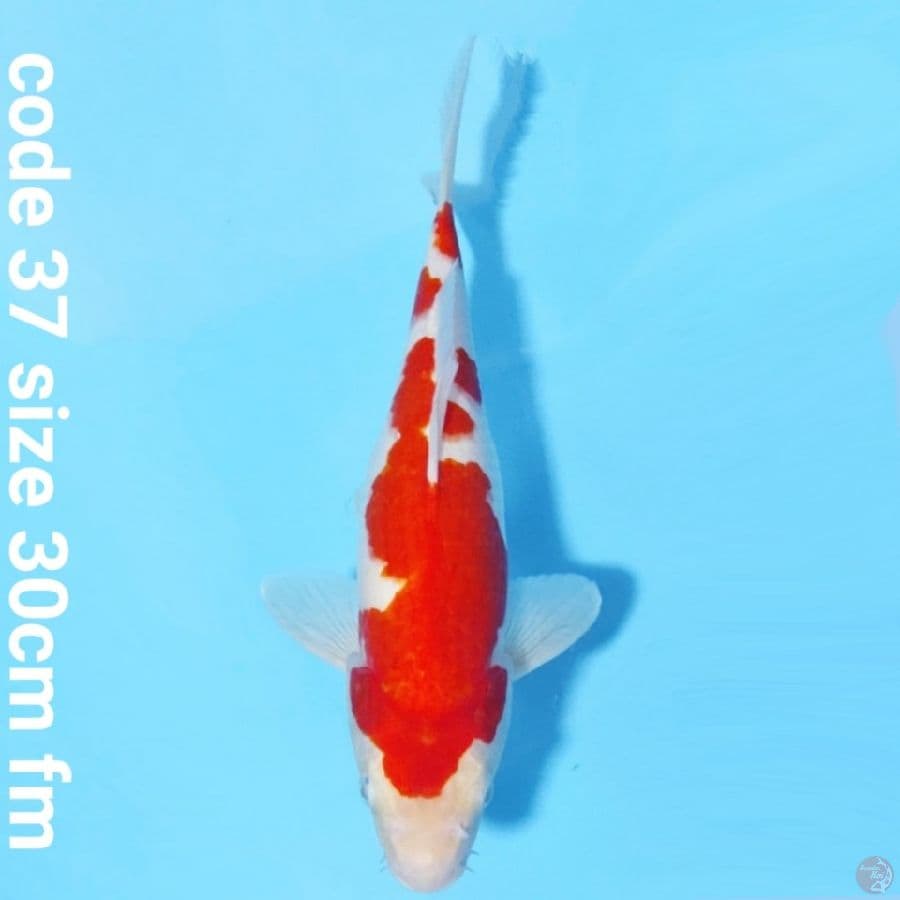 kohaku 