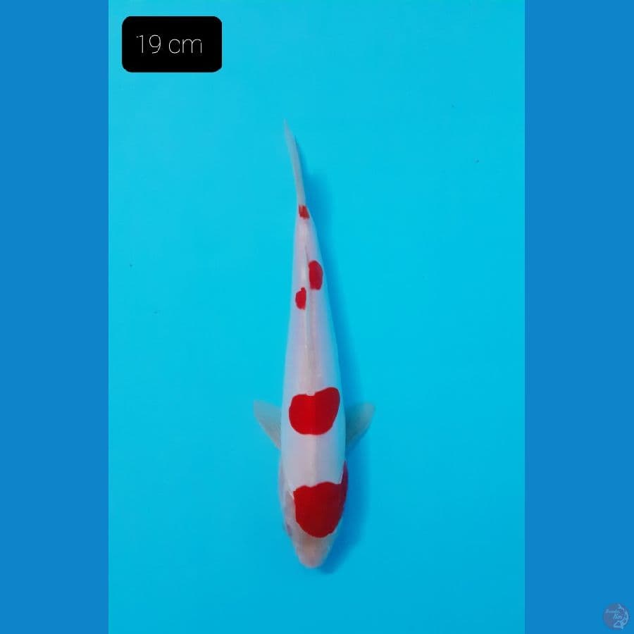 Kohaku doit 19 cm 